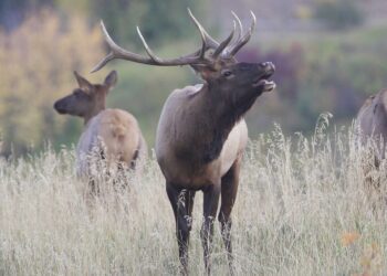 Fall elk migration: A call for connected landscapes